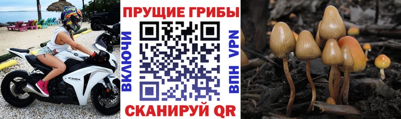 Галлюциногенные грибы мухоморы  Новосибирск 